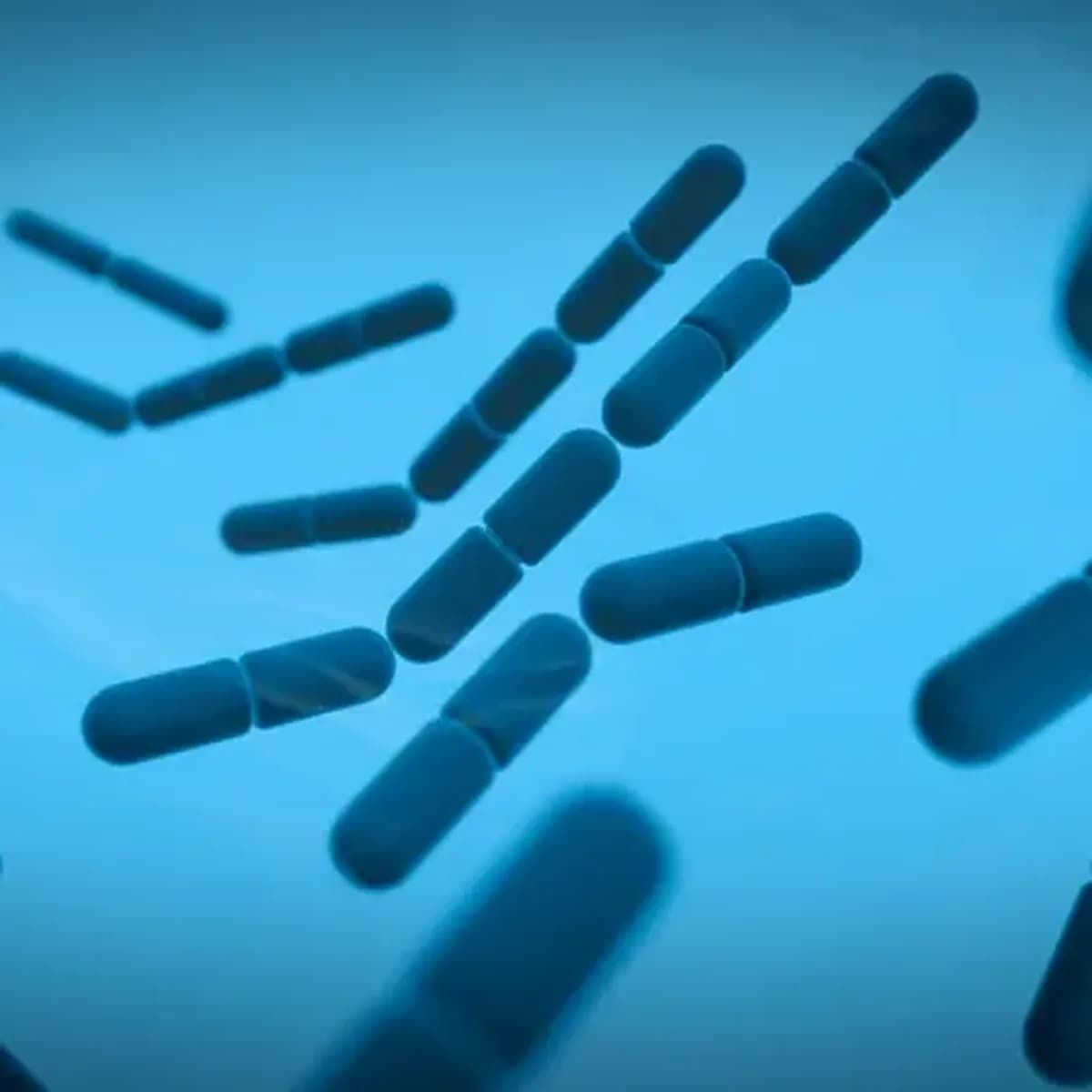 3D representation of rod-shaped Bacillus F bacteria