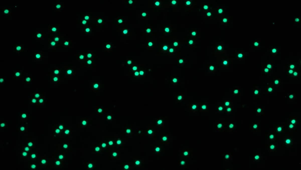 Comet assay fluorescence microscopy — treated cells with intact nuclei