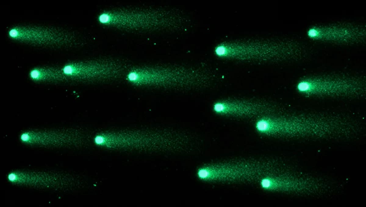 Comet assay fluorescence microscopy — untreated cells with DNA fragmentation tails