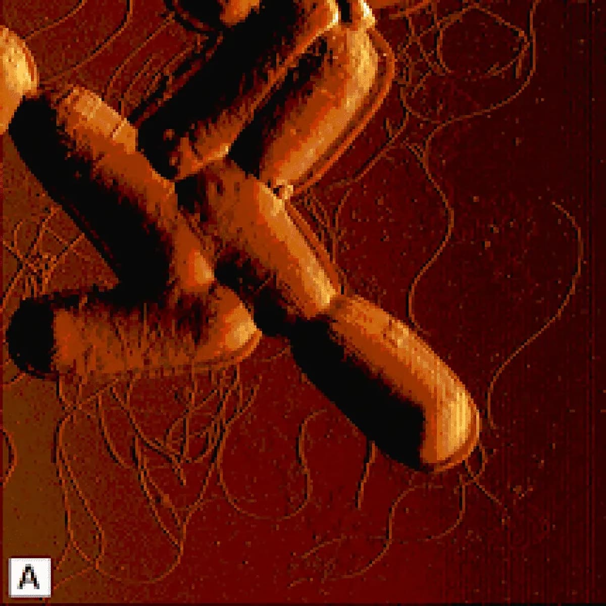 Micrograph of the Bacillus F strain