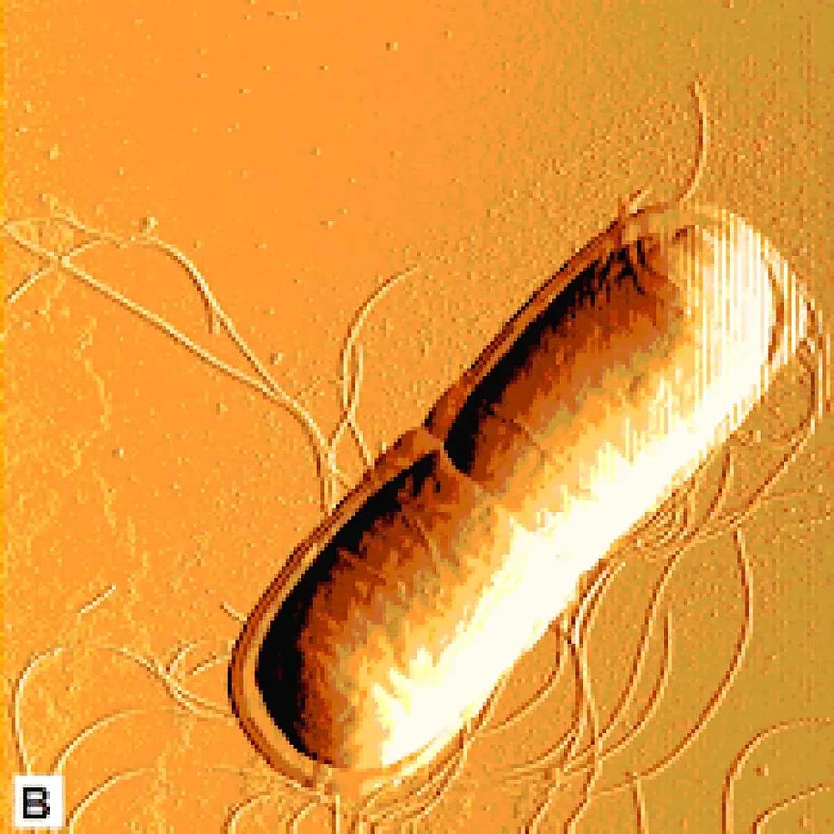 Bacillus F culture imagery