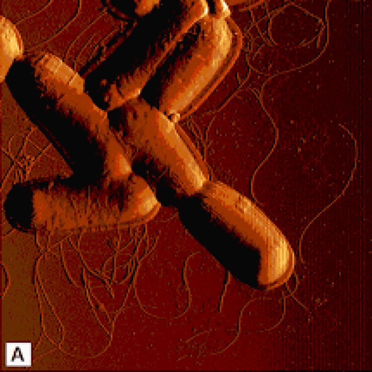 Атомно-силовая микрофотография клеток Bacillus F