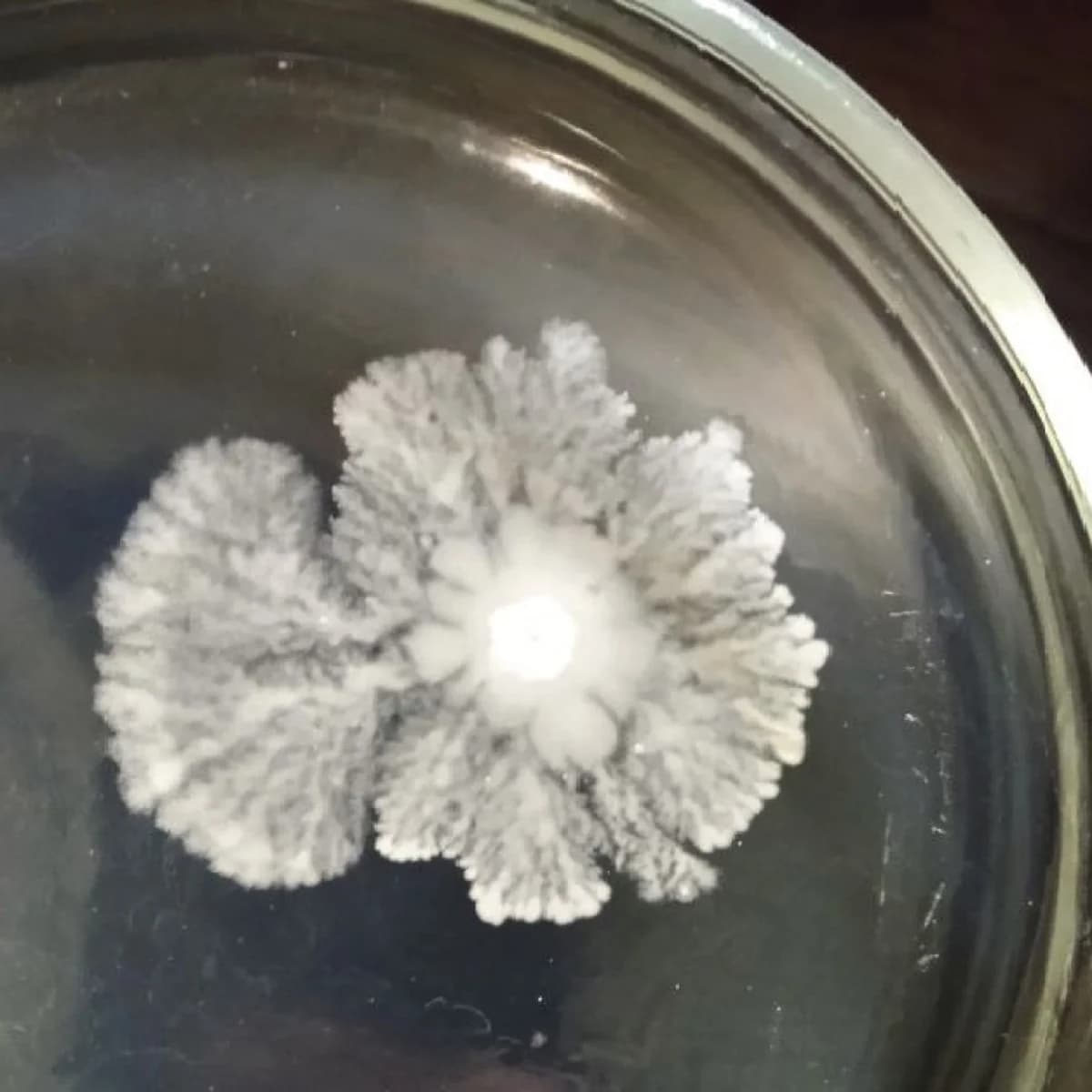 Колония Bacillus F в чашке с культурой