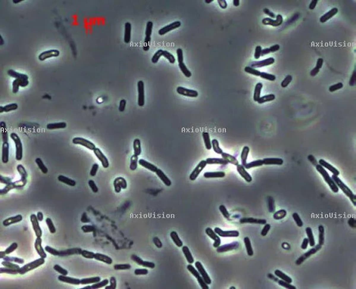 Фазово-контрастная микрофотография клеток Bacillus F с масштабной линейкой 1 мкм