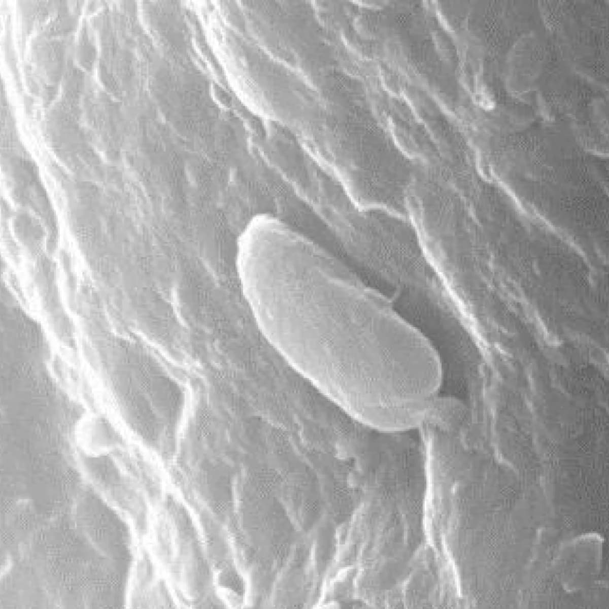 Сканирующая электронная микрофотография клетки Bacillus F на частице мерзлоты